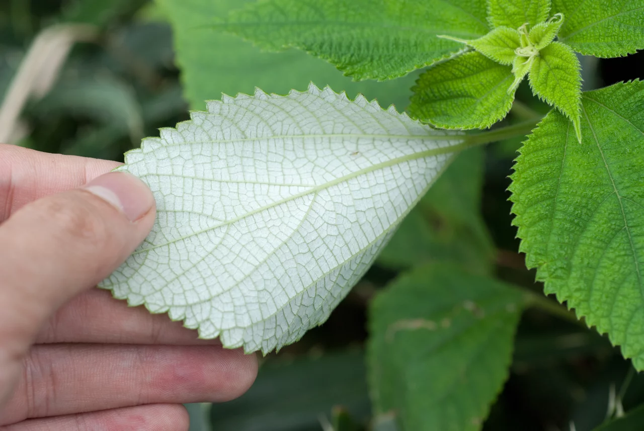 Close-up of a ramie plant, a leaf turned to show its white underside against the green toothed leaves behind it.