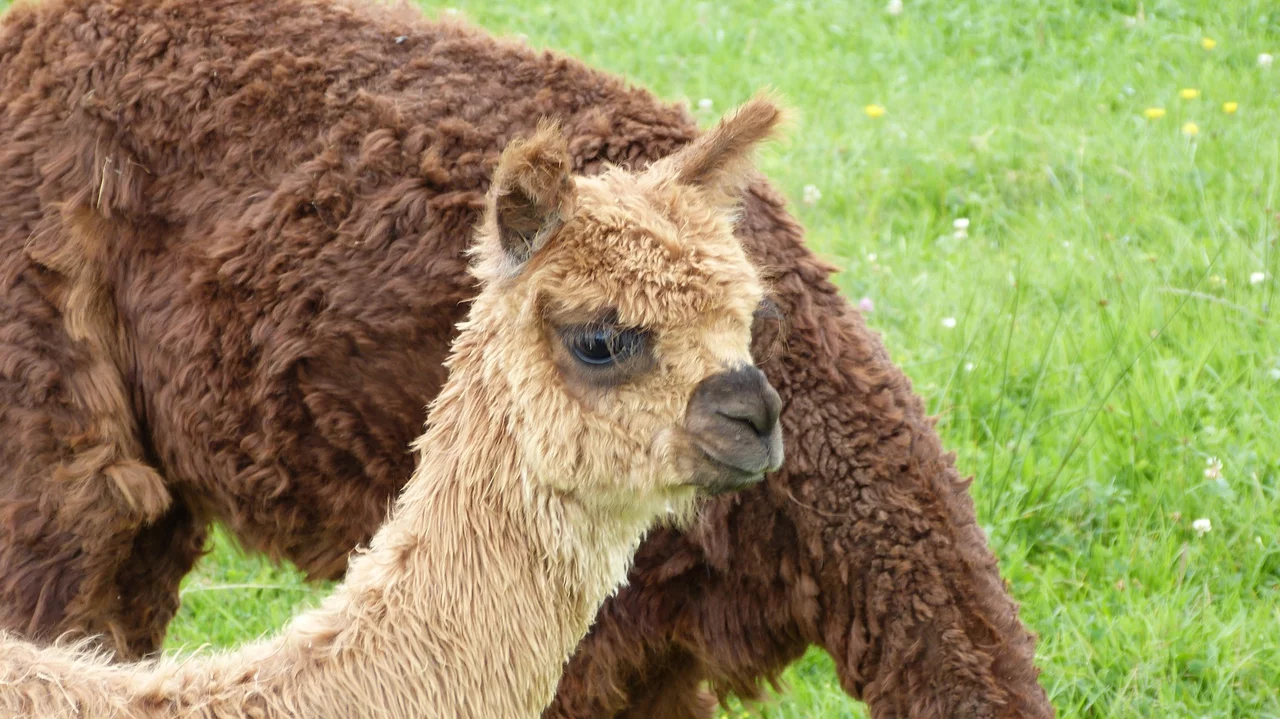 A young Suri alpaca with a fawn fleece standing in front of a darker brown one on pasture.
